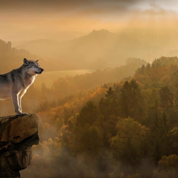 Wolf standing on top of mountain