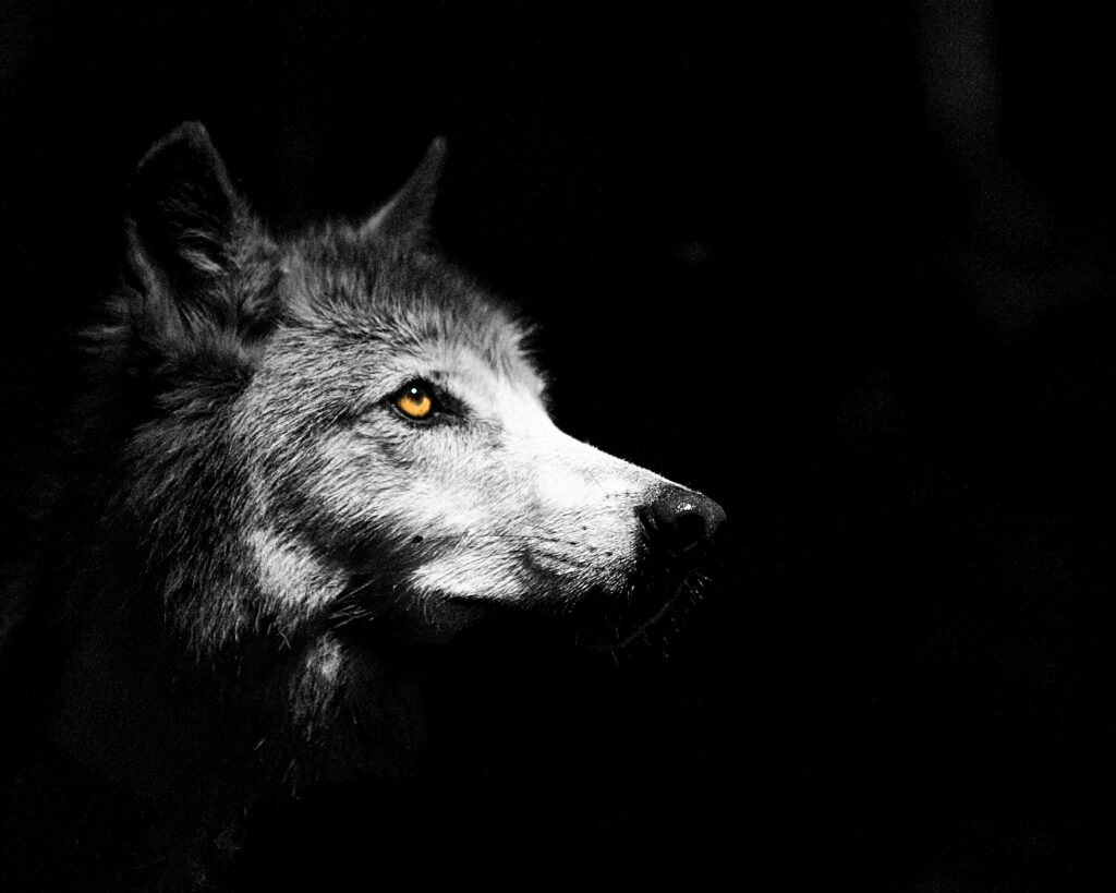 Focused wolf standing strong in the wilderness, symbolizing intuition, resilience, and the power of animal spirit.