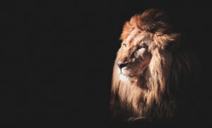 Majestic lion symbolizing inner strength, courage, and animal spirit power.