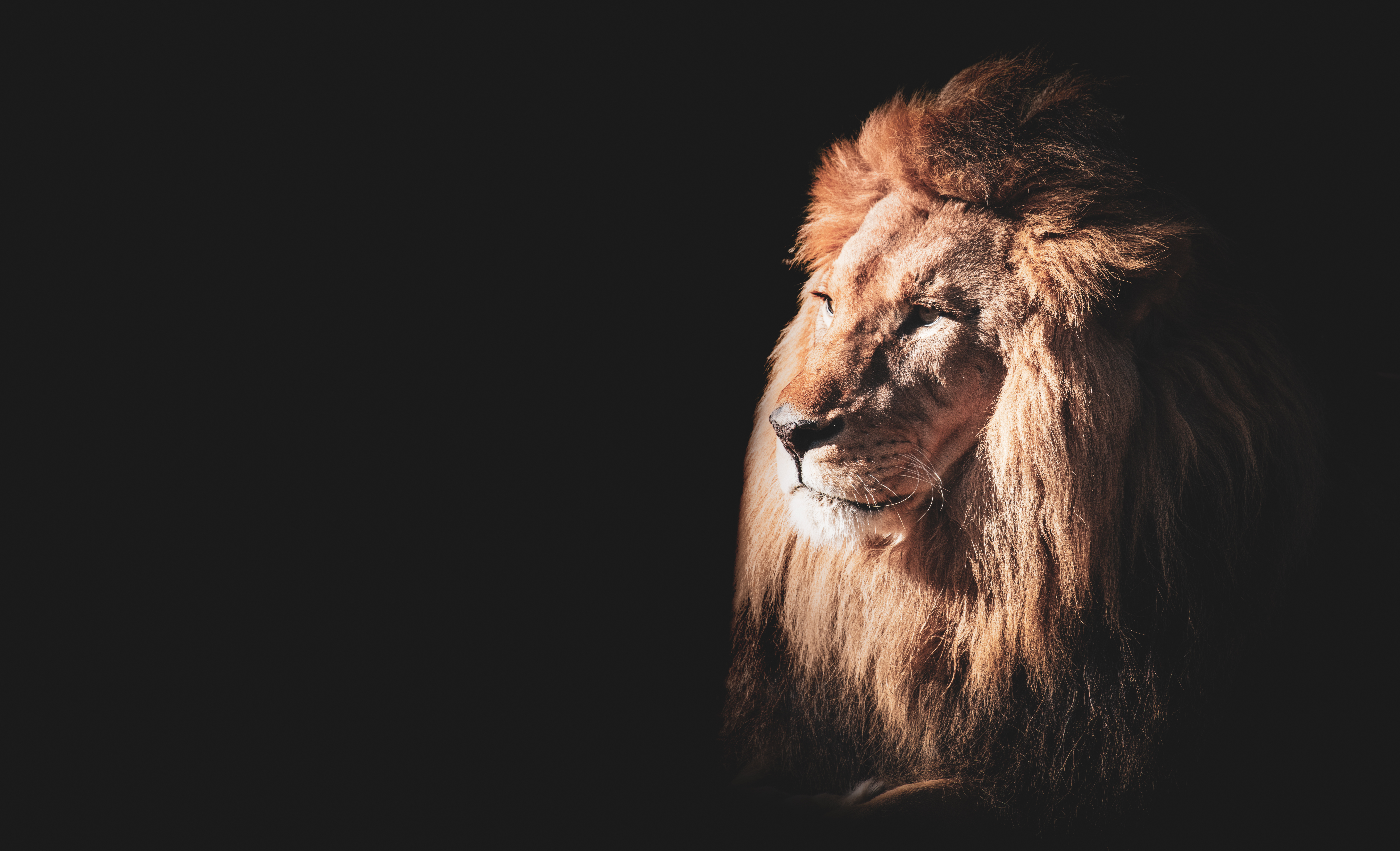 Majestic lion symbolizing inner strength, courage, and animal spirit power.