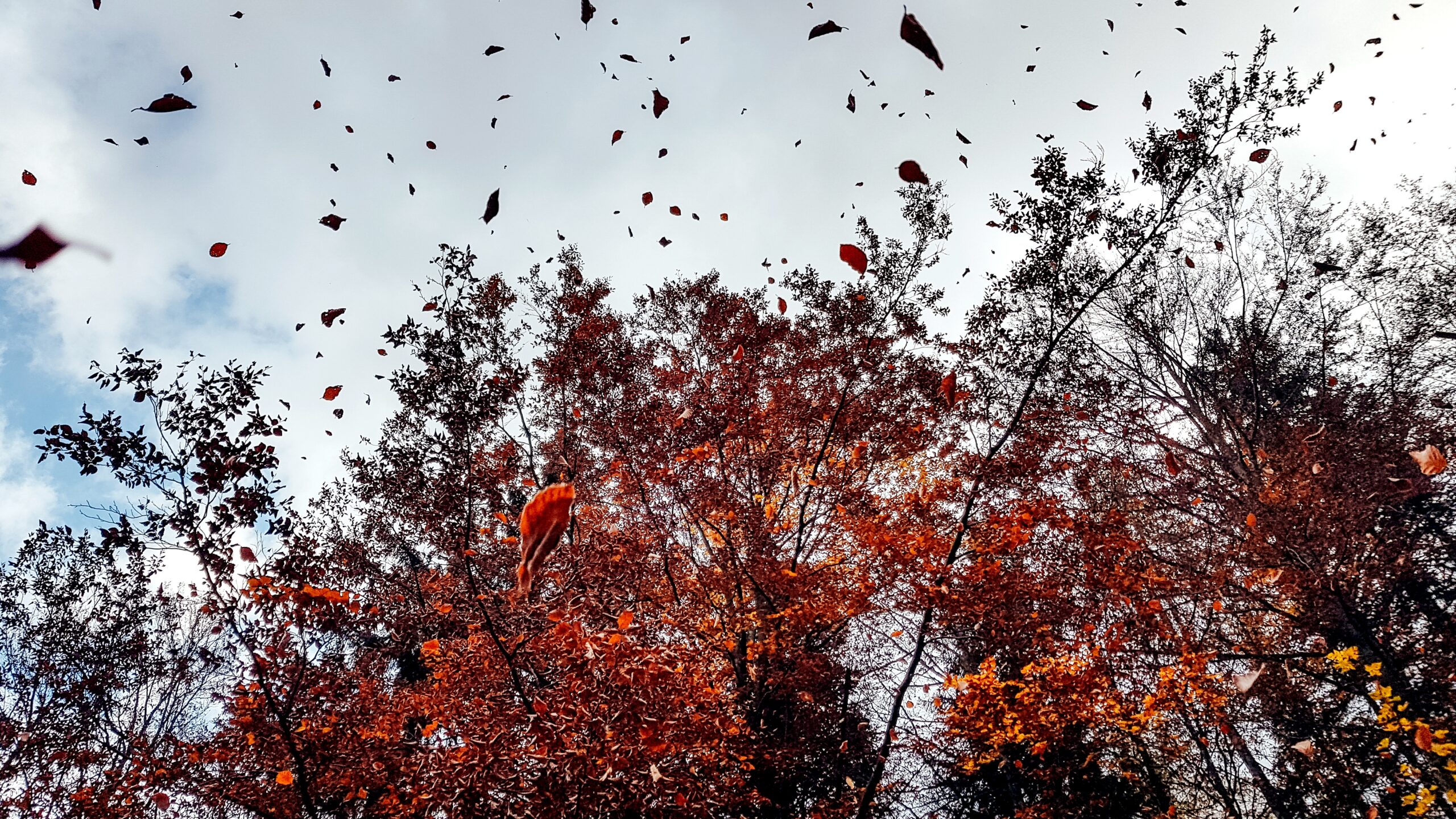 Photo of tree with red leaves blowing in the wind, representing how breath can be a part of stress management.