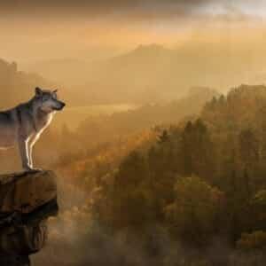 Find Your Animal Spirit - Extended