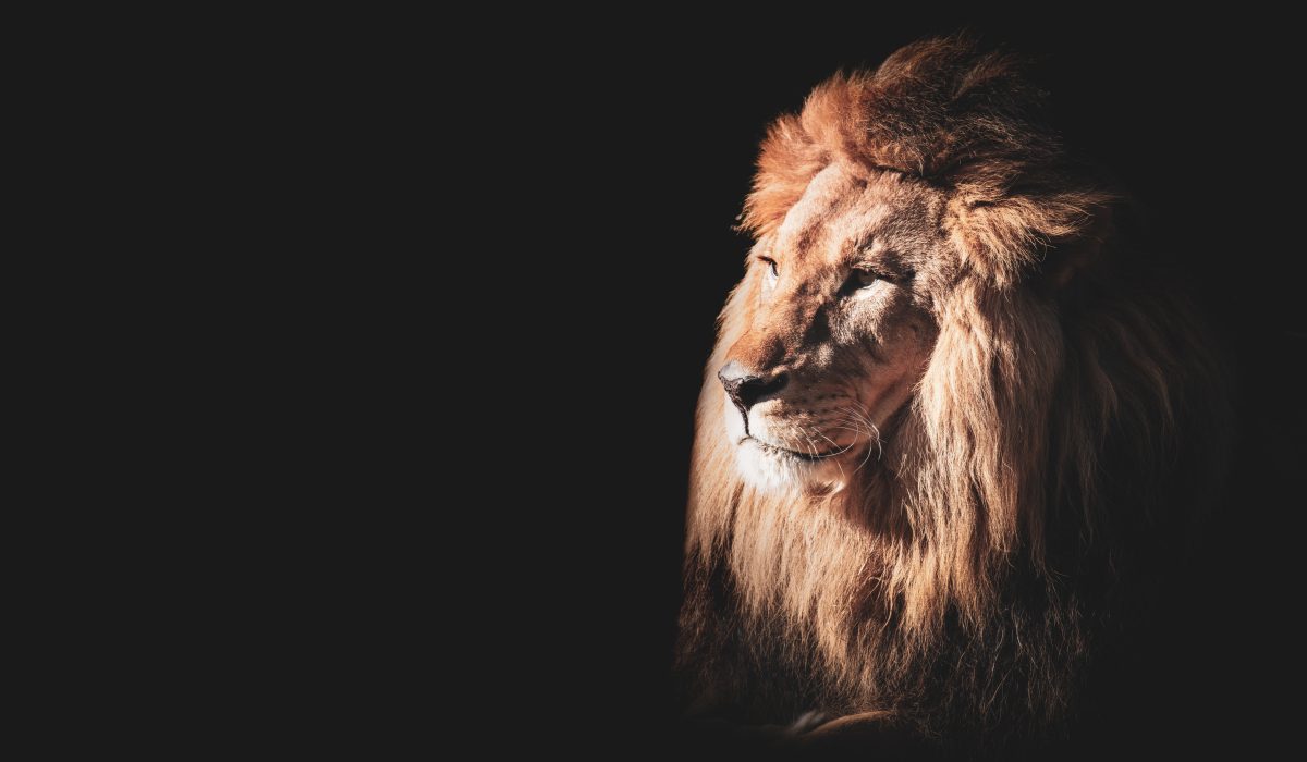 Majestic lion symbolizing inner strength, courage, and animal spirit power.
